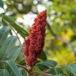 Close-up of a vibrant red, fuzzy staghorn sumac fruit cluster surrounded by green leaves.