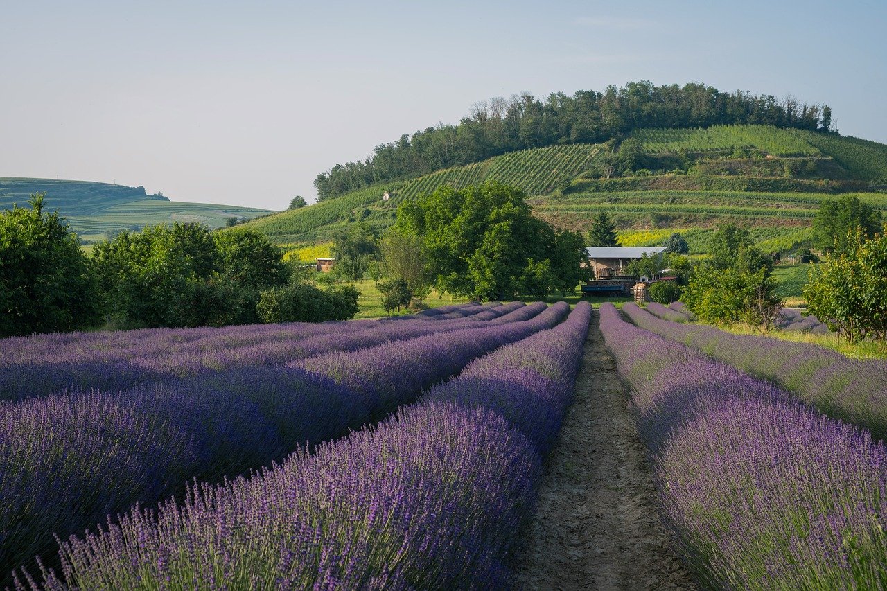 A field of purple lavender flowers grows in neat rows on a sunny day, with green trees and a rolling hill covered in more greenery in the background.