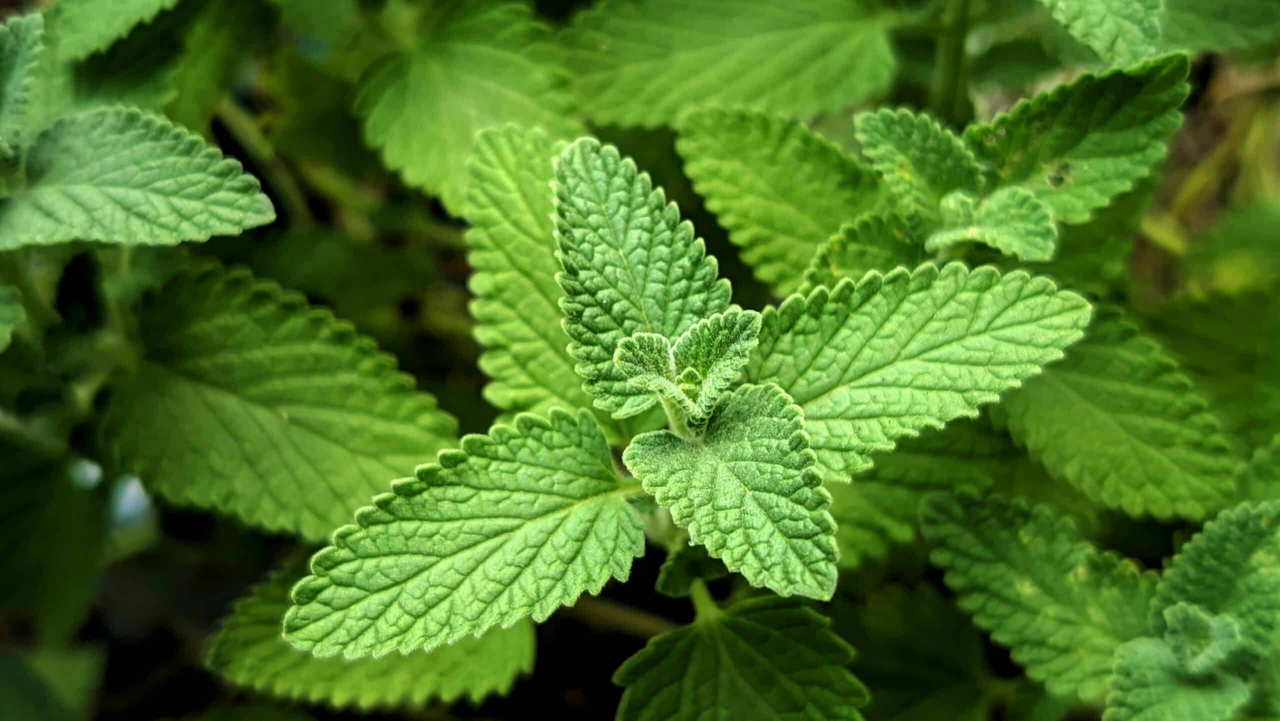 Close-up of fresh, vibrant green mint leaves, representing a common herbal medicine plant.