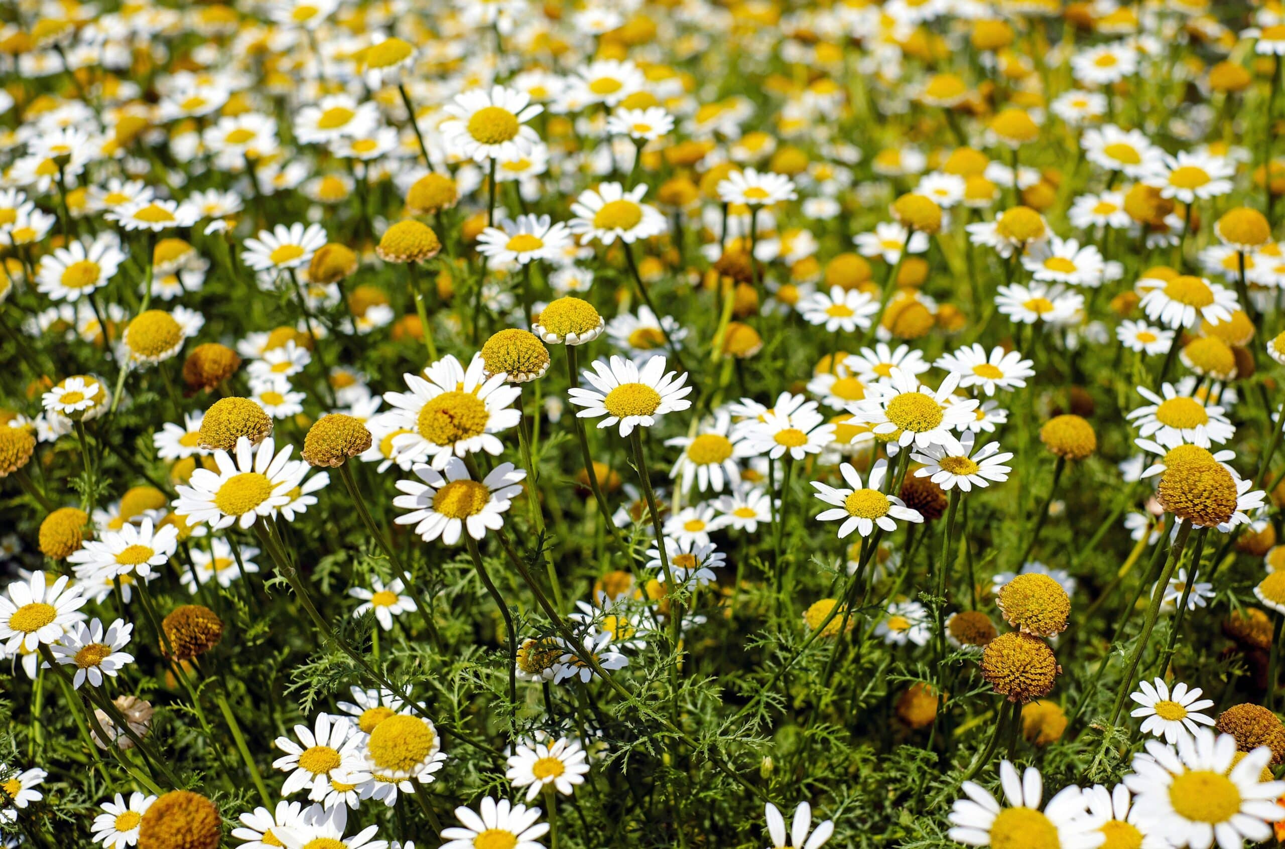 A field of small white and yellow daisy-like chamomile flowers, a popular source for herbal medicine.