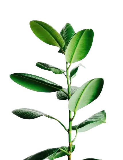 Green plant with large leaves